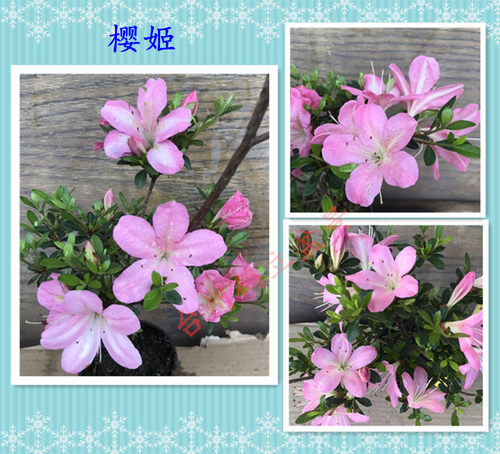 皋月杜鹃 日本杜鹃 夏鹃 东洋鹃 — 樱姬108、吾妻镜171小苗