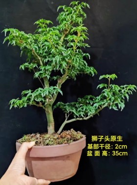 狮子头 日本枫树 盆景素材 扦插 原生 素材