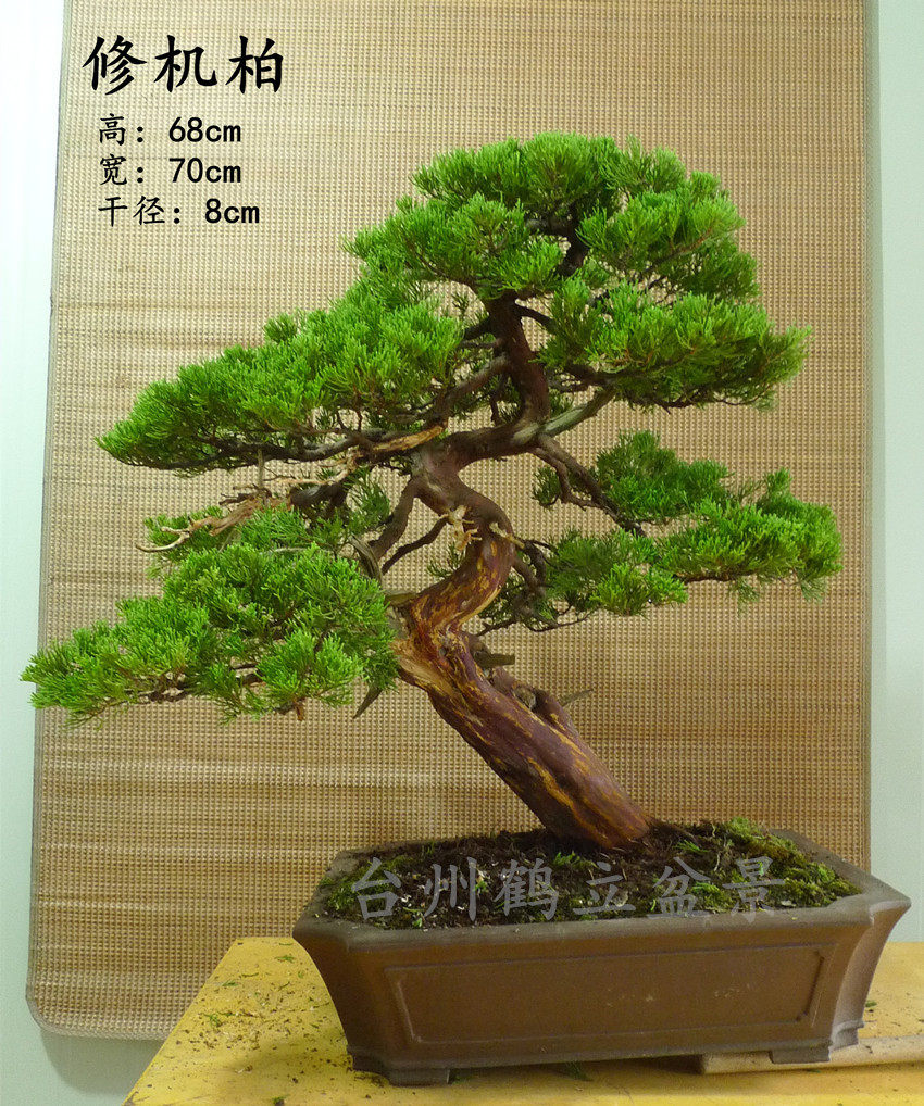 新品种 真柏 修机柏 盆景成品(1号)