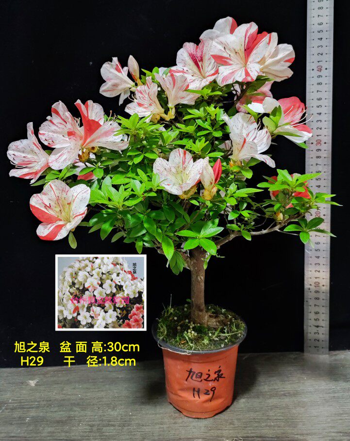 皋月杜鹃 东洋鹃 夏娟 旭之泉 初孙 舞舟 新生 伊豆之踊子 H大苗
