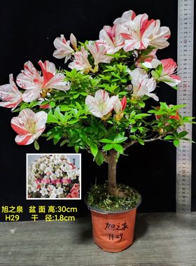 皋月杜鹃 东洋鹃 夏娟 旭之泉 初孙 舞舟 新生 伊豆之踊子 H大苗