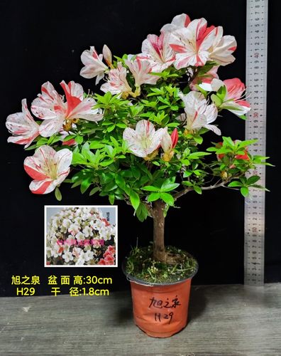 皋月杜鹃 东洋鹃 夏娟 旭之泉 初孙 舞舟 新生 伊豆之踊子 H大苗