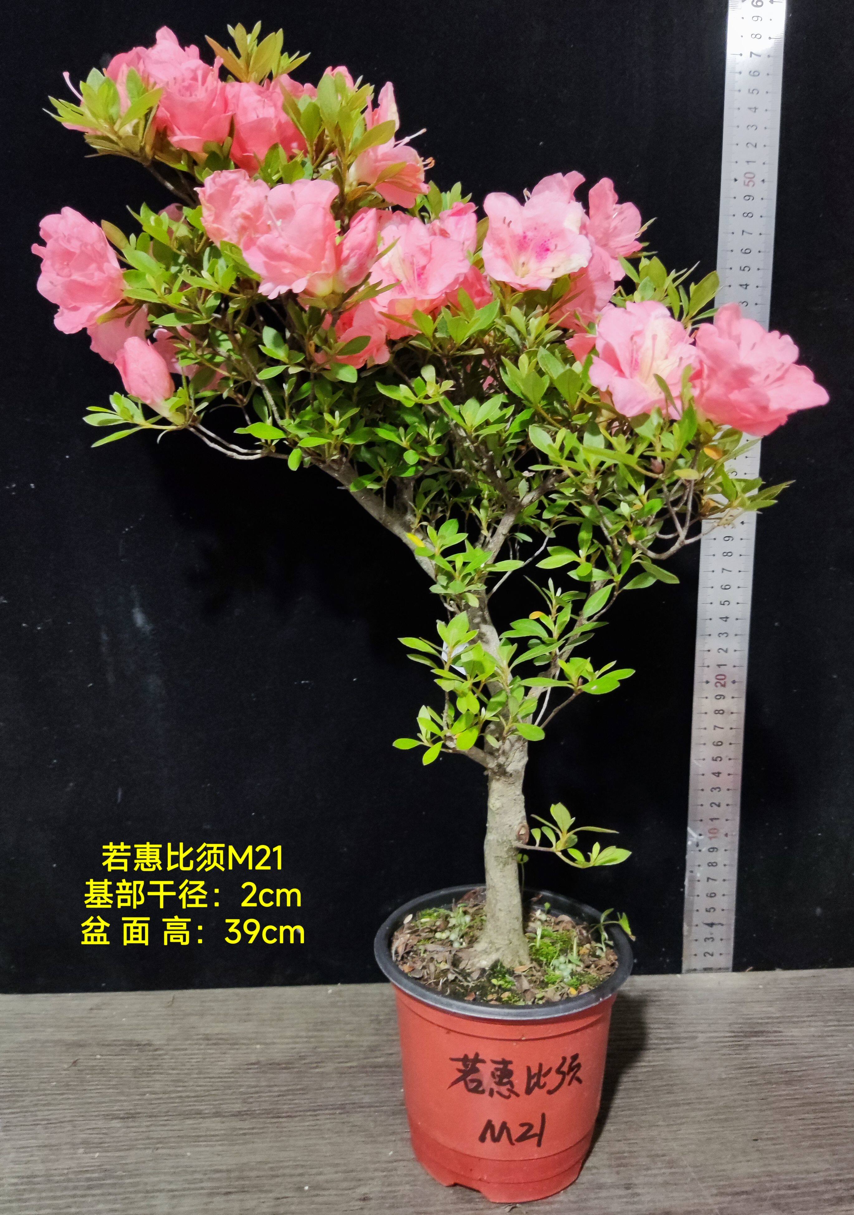 皋月杜鹃东洋鹃夏娟梦未来 红之天使 光琳 京之华 若惠比须 M大苗