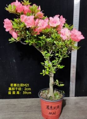 皋月杜鹃东洋鹃夏娟梦未来 红之天使 光琳 京之华 若惠比须 M大苗