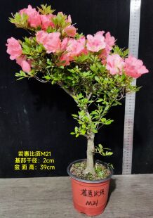 皋月杜鹃东洋鹃夏娟梦未来 红之天使 光琳 京之华 若惠比须 M大苗