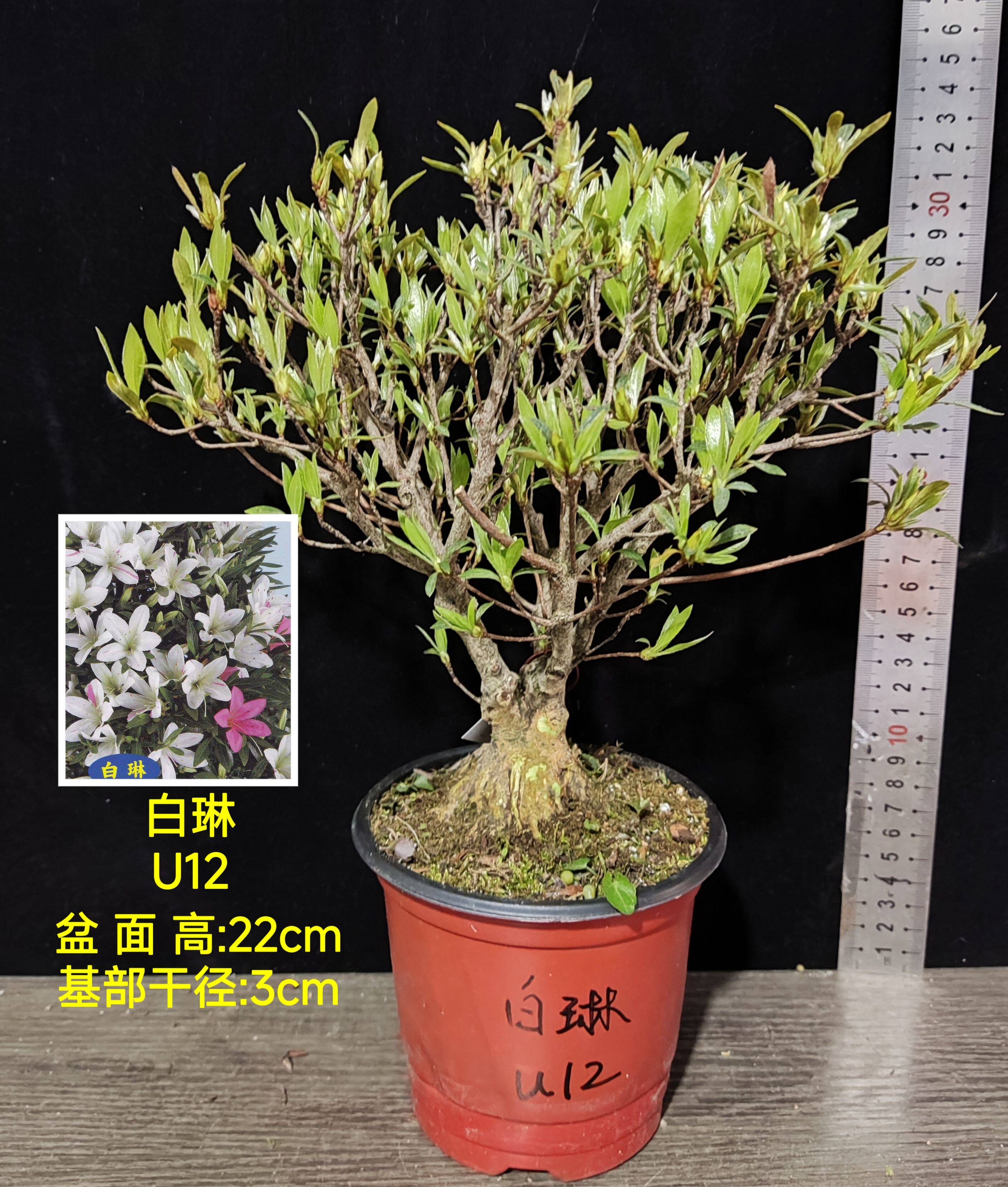 皋月杜鹃 东洋鹃夏娟白琳 豊星 一生之春 金采 紫光之舞 U大苗