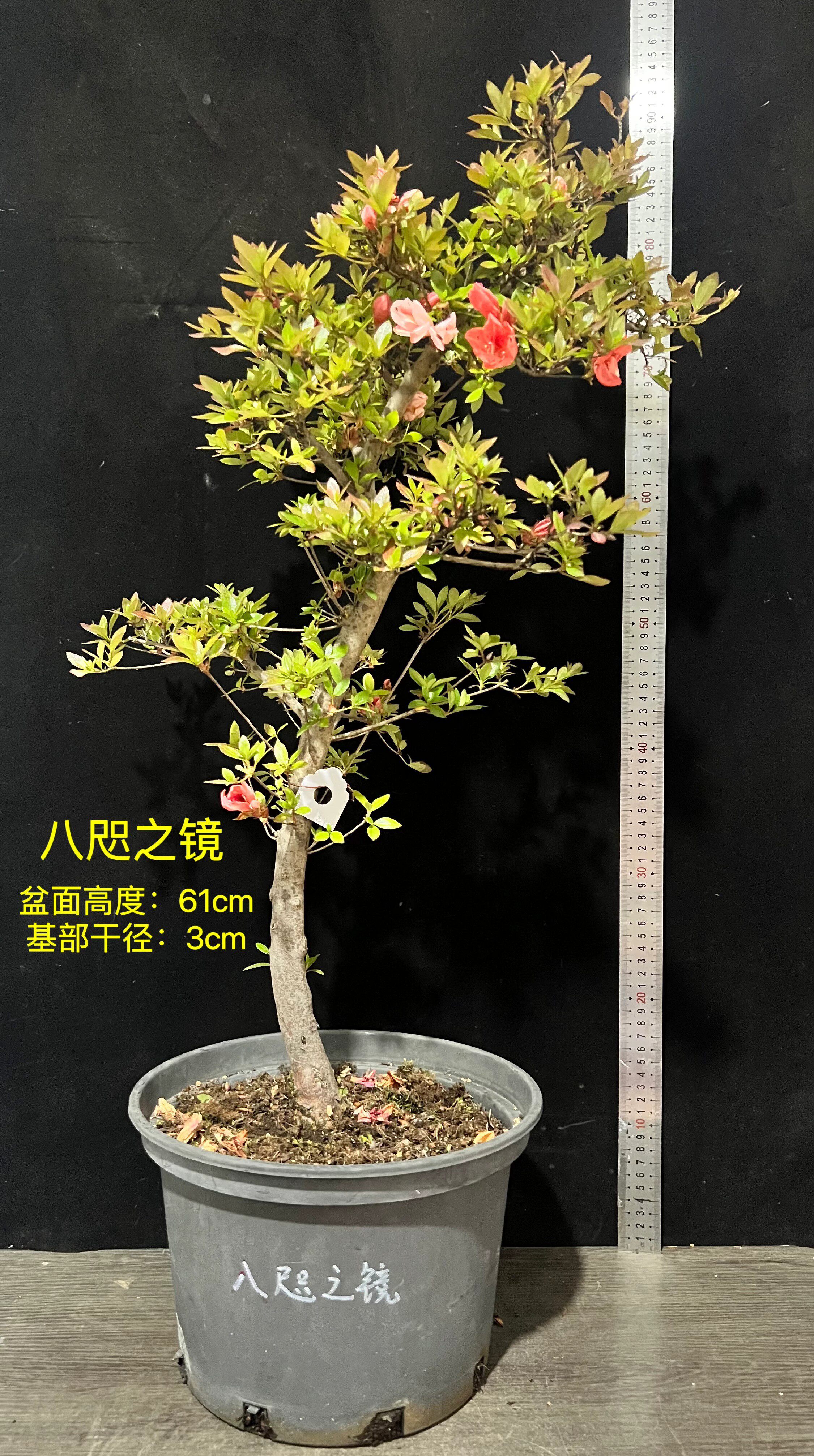 日本进口皋月杜鹃母树银之铃 碧空 赤晃山 新生 千裕 盆栽