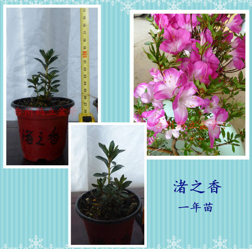 皋月杜鹃 东洋鹃 单瓣 萌 鹿沼小铃 笠之雪 华工房 1-2年苗 （1）