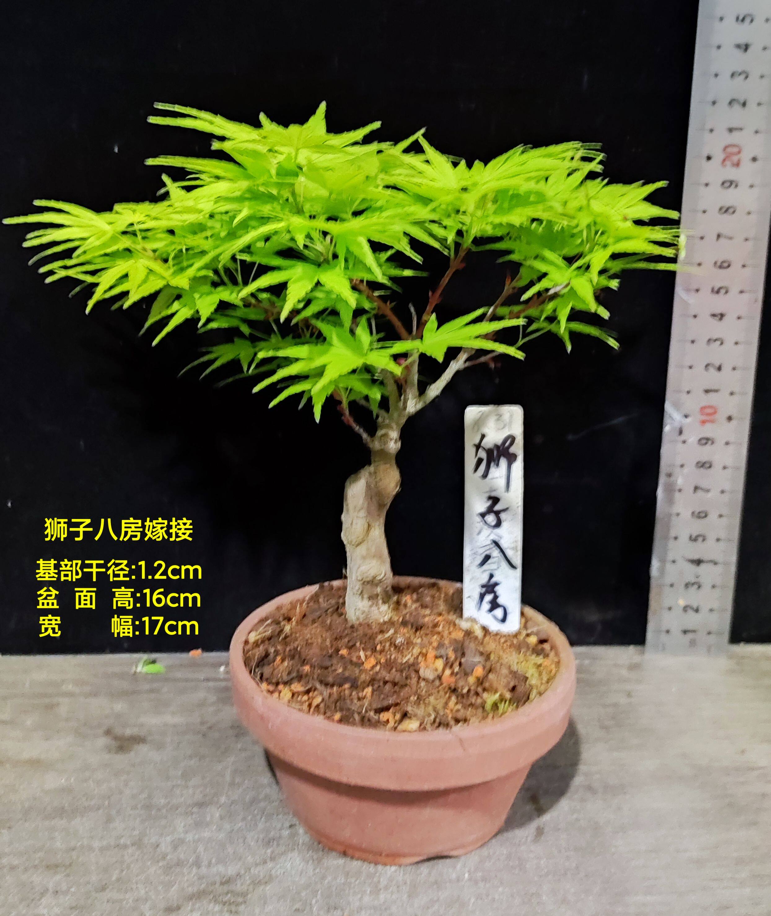 日本红枫新品种 嫁接 狮子头 狮子八房 红狮子 鸡爪槭 盆景素材