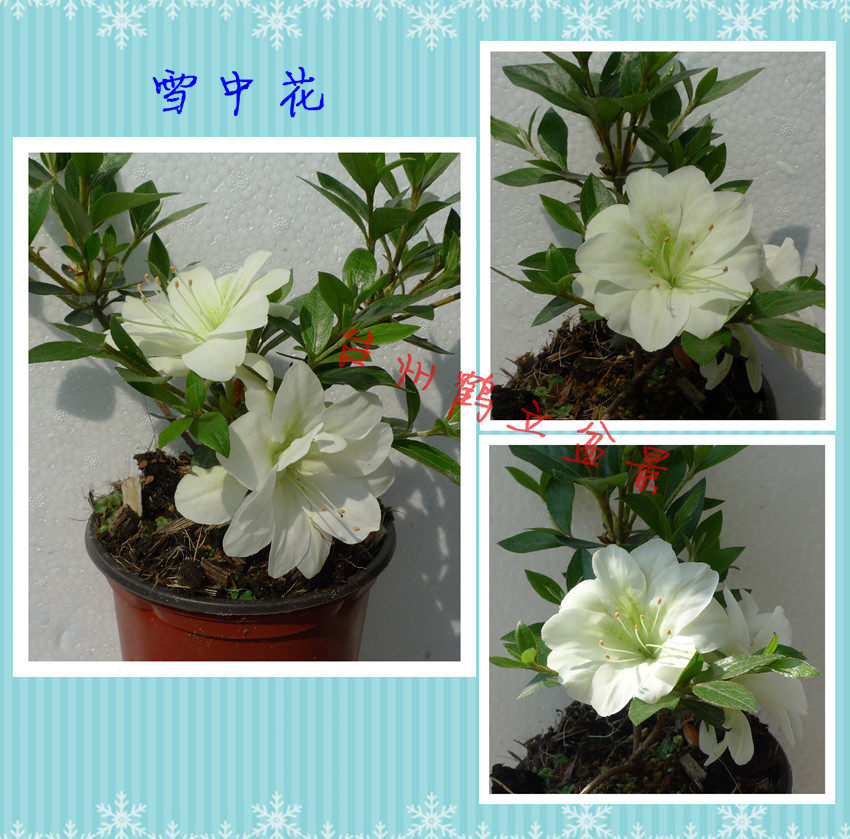 皋月杜鹃 日本 夏鹃 东洋鹃 重瓣 双子星167,雪中花141