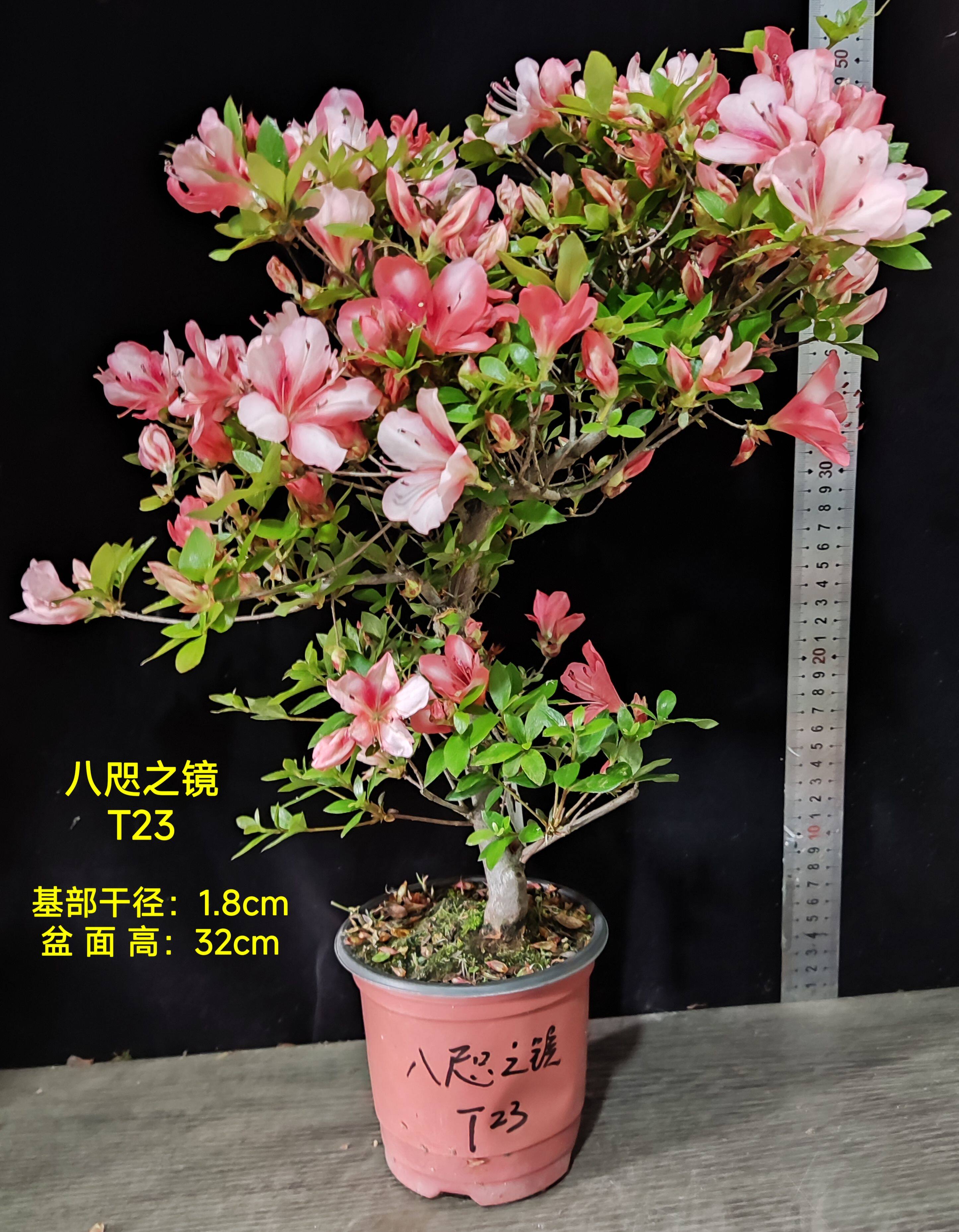 皋月杜鹃 东洋鹃 夏娟 八咫之镜 绯梅锦 紫苑逢 秀峰之光 T大苗