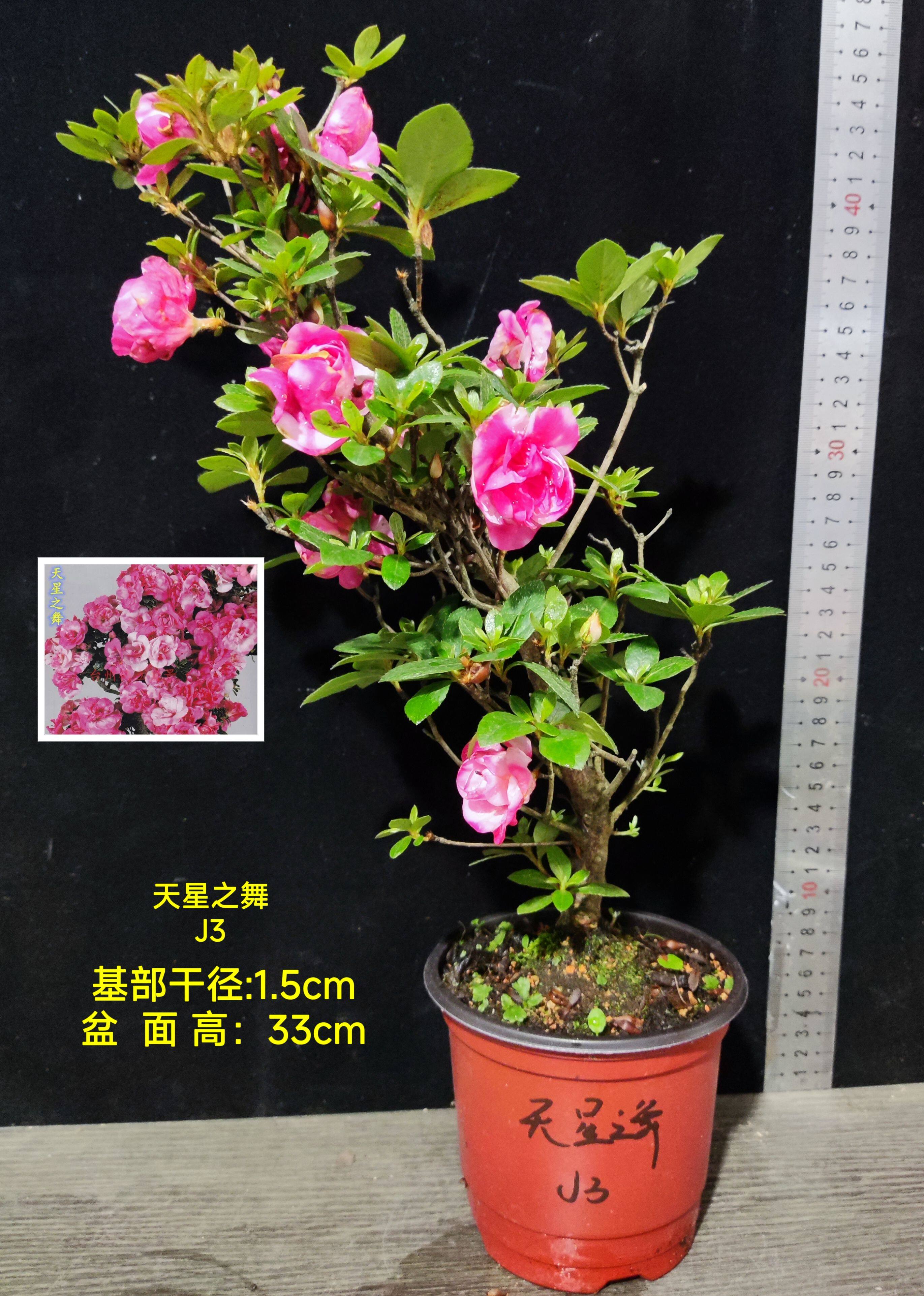 皋月杜鹃 东洋鹃夏娟 松镜 天星之舞 萌 海萤 樱 J大苗