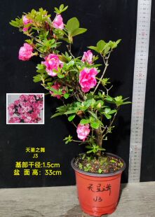 皋月杜鹃 东洋鹃夏娟 松镜 天星之舞 萌 海萤 樱 J大苗
