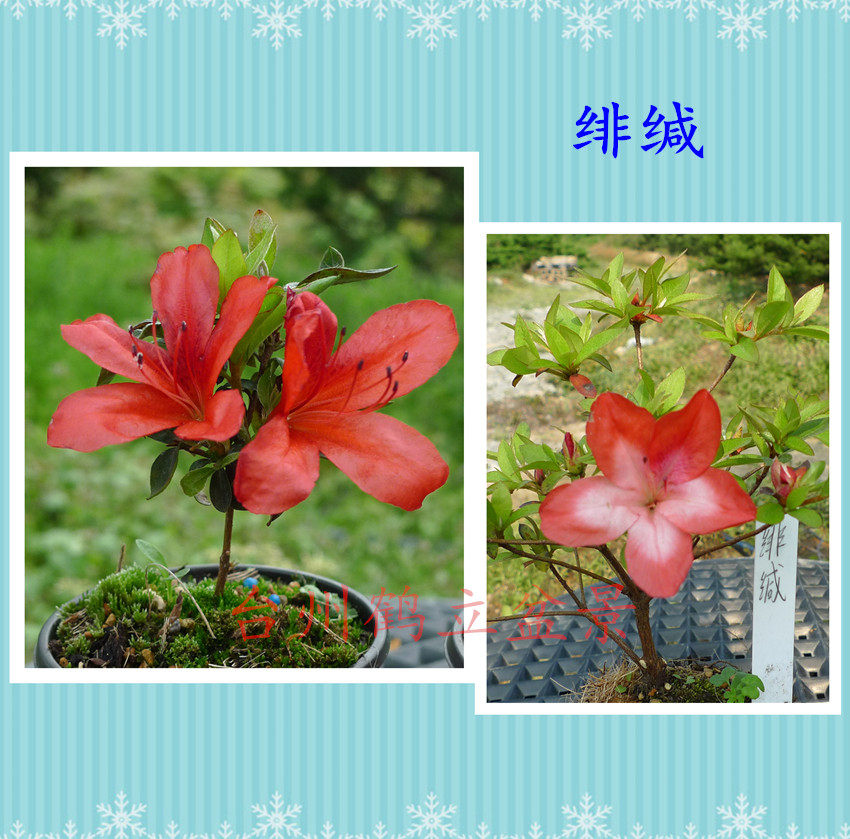 皋月杜鹃 日本杜鹃 夏鹃 东洋 绯缄12