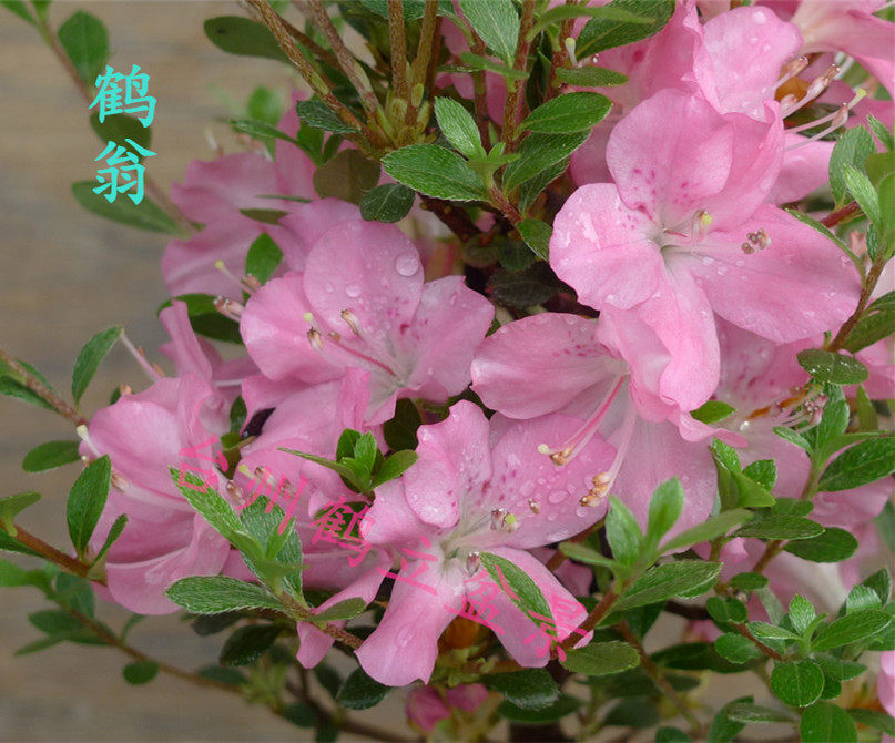 皋月杜鹃 日本杜鹃 夏鹃  - 鹤翁83,彩虹桥(虹のかけはし)202