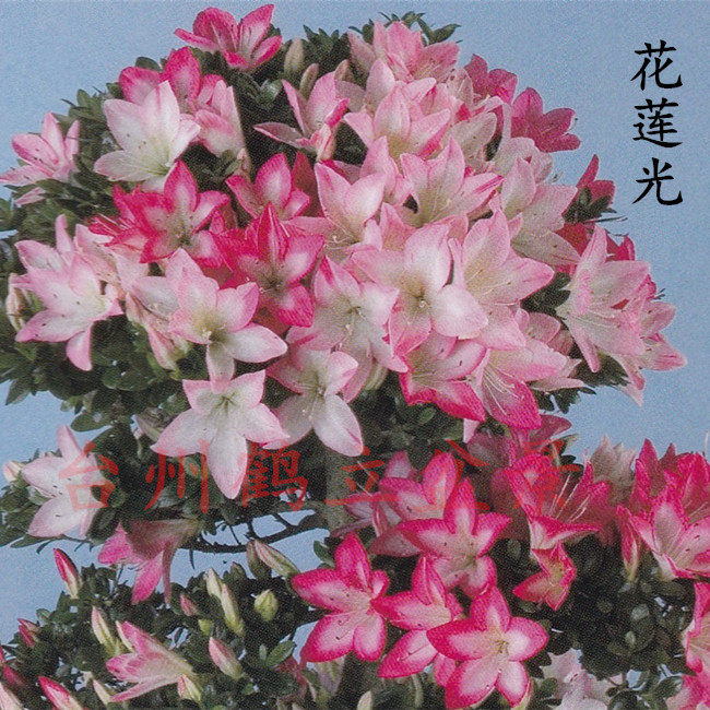 皋月杜鹃 日本杜鹃 夏鹃 东洋------花莲光88、红之天使158小苗