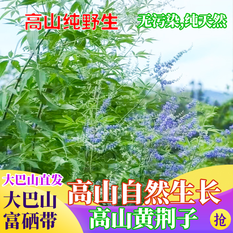 纯野生新鲜黄荆条树叶子