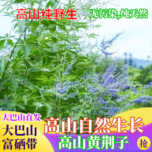 现挖巴山纯野生新鲜黄荆条树叶子花黄荆子棍植物黄荆子布荆五指柑