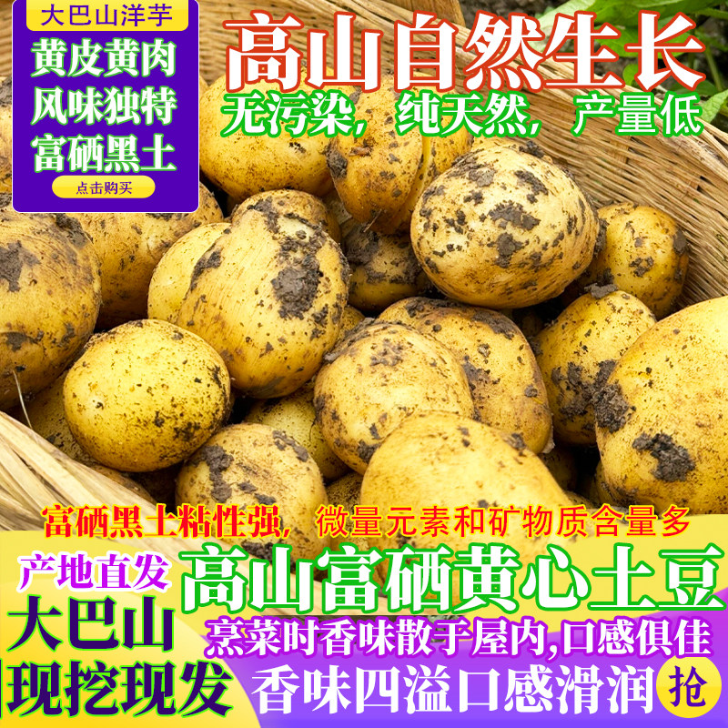 四川农家自种新鲜现挖高山黄心小土豆黄皮薄皮马铃薯洋芋先发10斤