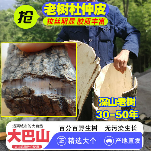 四川大巴山野生杜仲皮煲汤泡酒