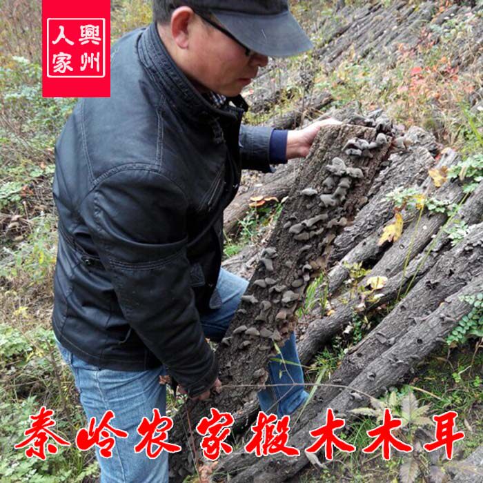 椴木黑木耳500g秦岭椴木木耳优质椴木秋木耳汉中农家木耳散装干货