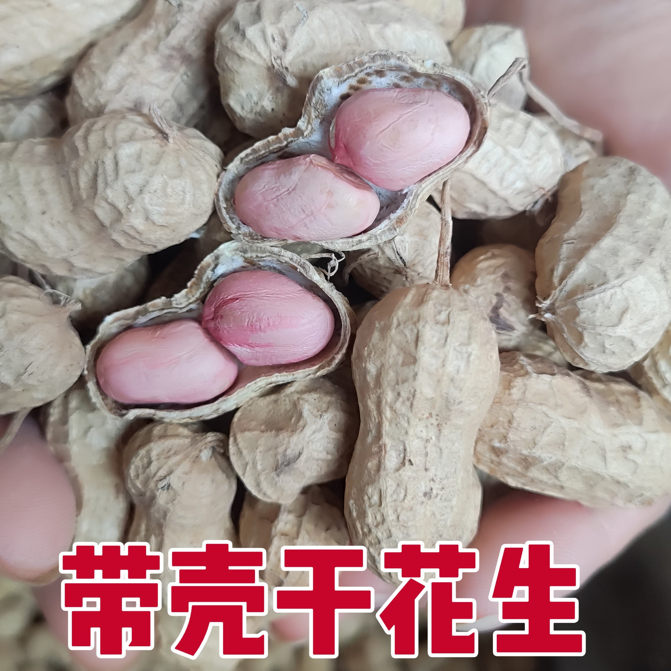 2026新带壳干花生 手选精选干花生（只卖自己家种的，数量有限）
