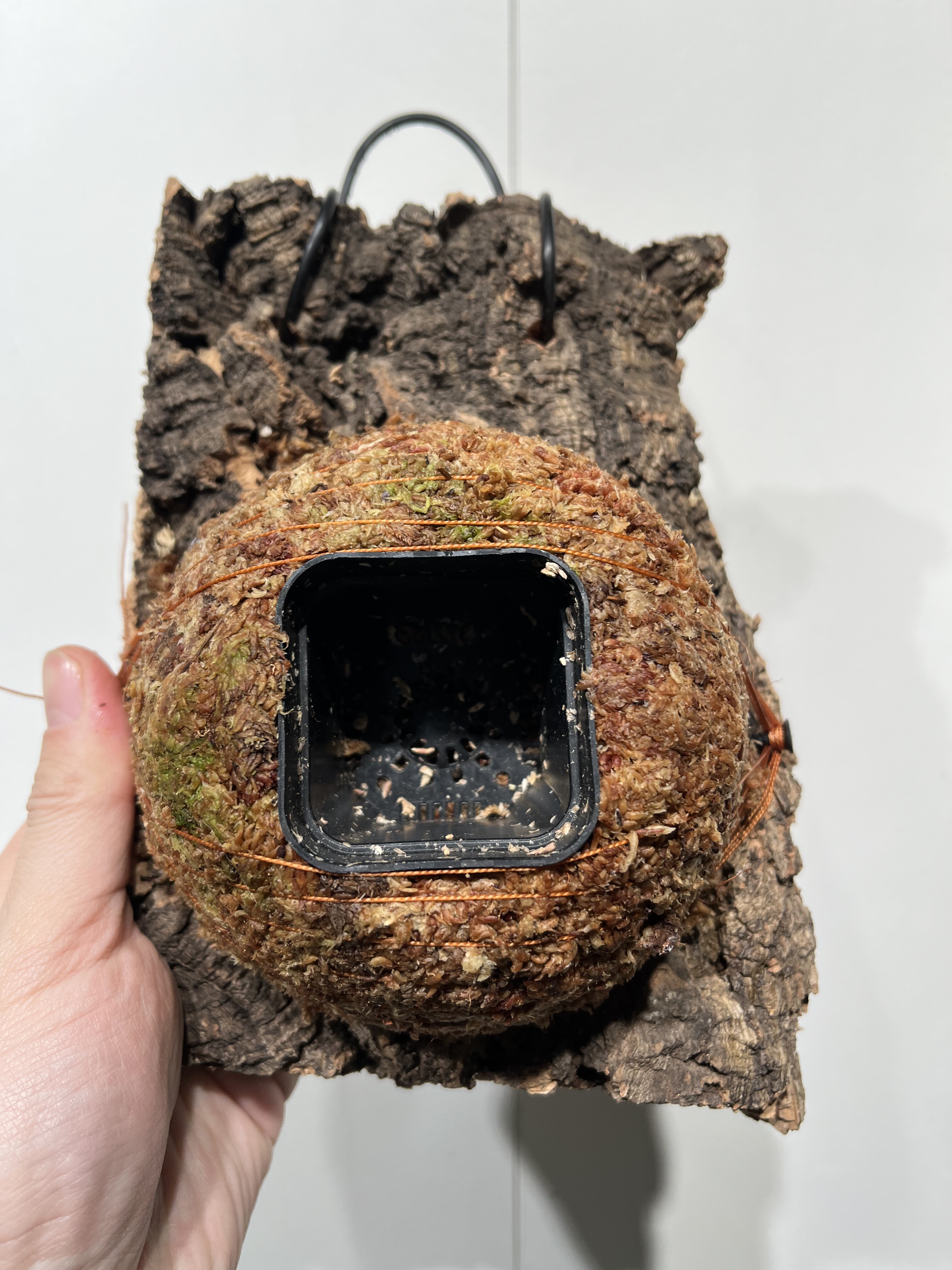 一物一拍软木板水苔球 板15.5*20厚度3cm 水苔球12.5cm送绑绳B475,鲜花速递/花卉仿真/绿植园艺,热植养护设备,淘宝优惠券,粉丝福利购,淘宝优惠卷