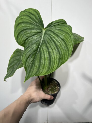 一物一拍 银斑帕斯塔蔓绿绒 总高43cm 612