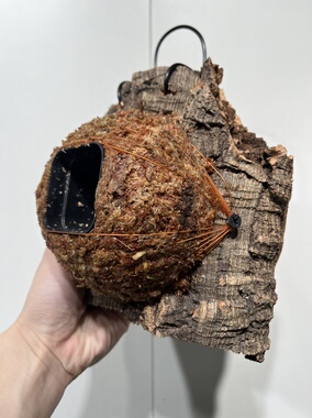 一物一拍软木板水苔球 板15*18厚度5cm 水苔球12.5cm送绑绳B467