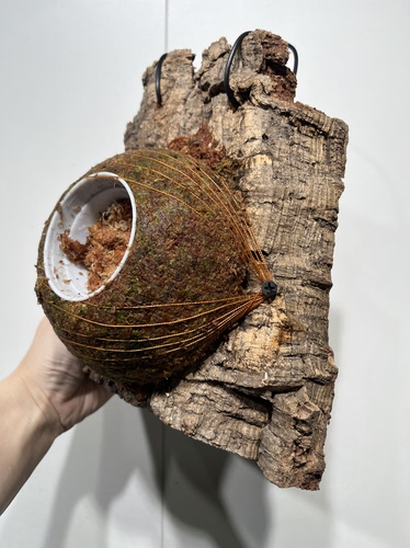 一物一拍软木板水苔球 板21*24cm厚5cm 水苔球15cm送绑绳B263