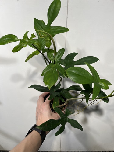 一物一拍 双株飞机蔓绿绒 总高40cm 152