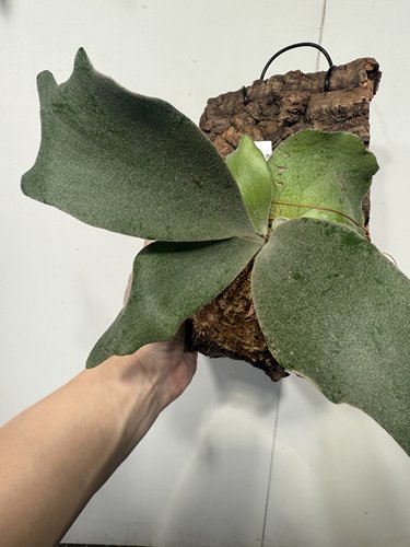 一物一拍 蓝月鹿角蕨软木板 板尺寸15*24cm 318号