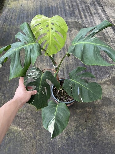 一物一拍 六叶弱锦白龟 总高77cm 盆口23.5cm 叶长34cm W103