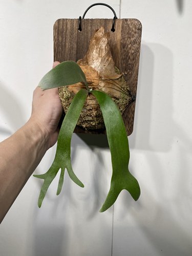 一物一拍 波哥苏丹鹿角蕨方板 板尺寸15*20cm L59