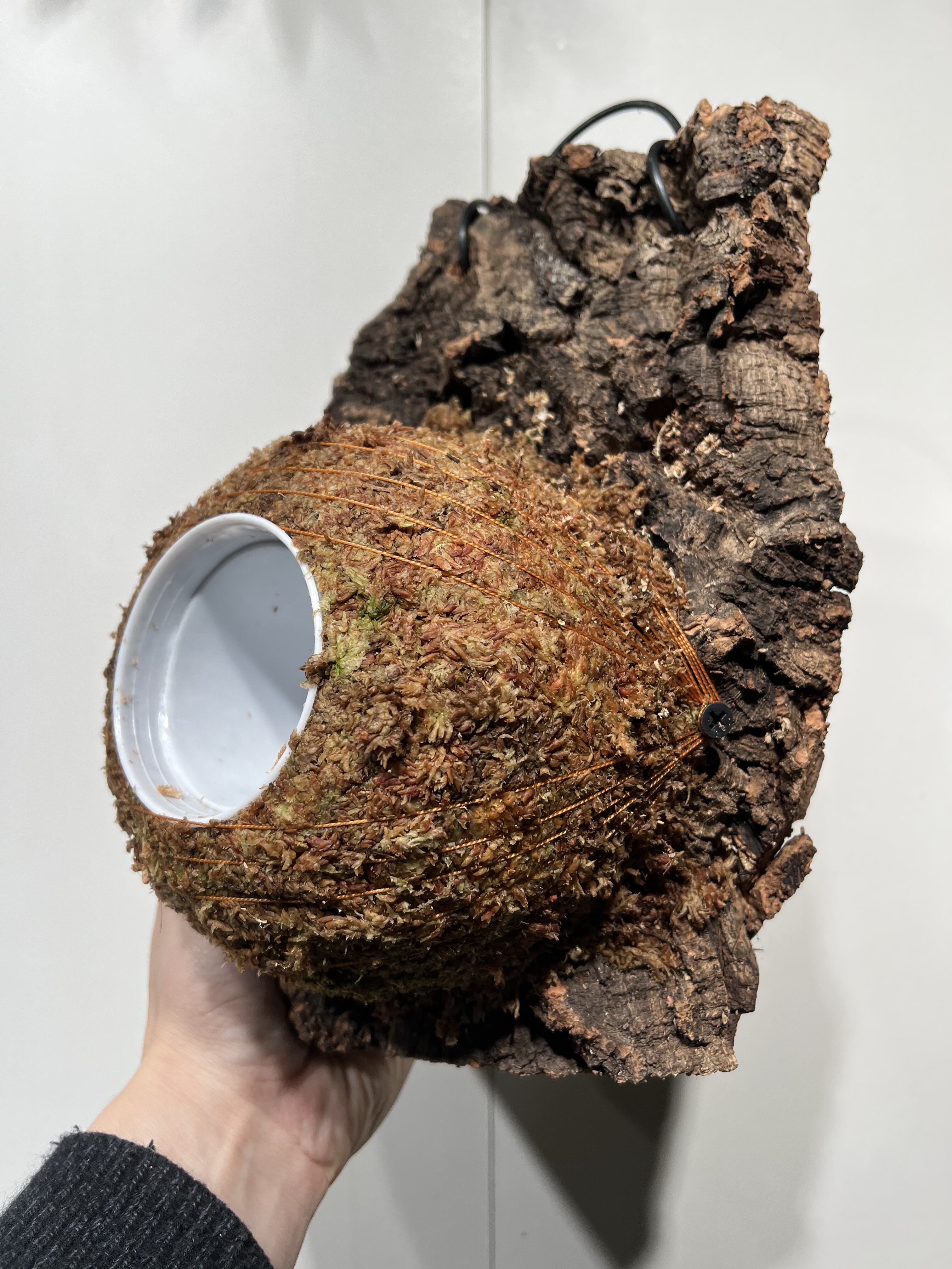 一物一拍软木板水苔球 板18*26厚度5cm 水苔球15.5cm送绑绳B484,鲜花速递/花卉仿真/绿植园艺,热植养护设备,淘宝优惠券,粉丝福利购,淘宝优惠卷
