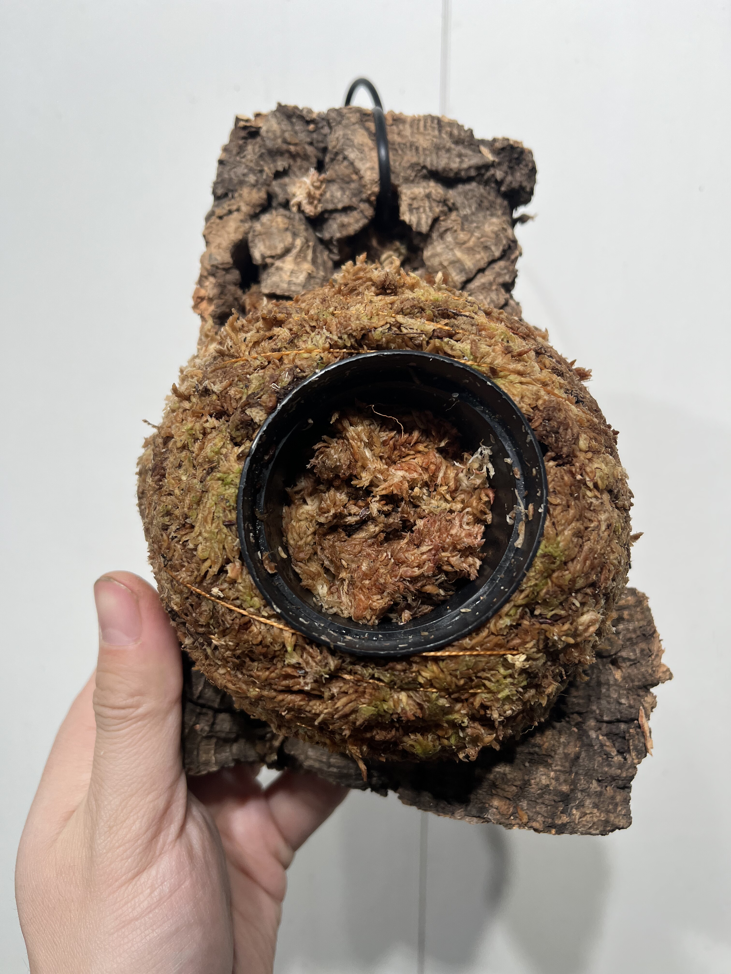 一物一拍软木板水苔球 板13*20cm厚4.5cm 水苔球12cm送绑绳B323