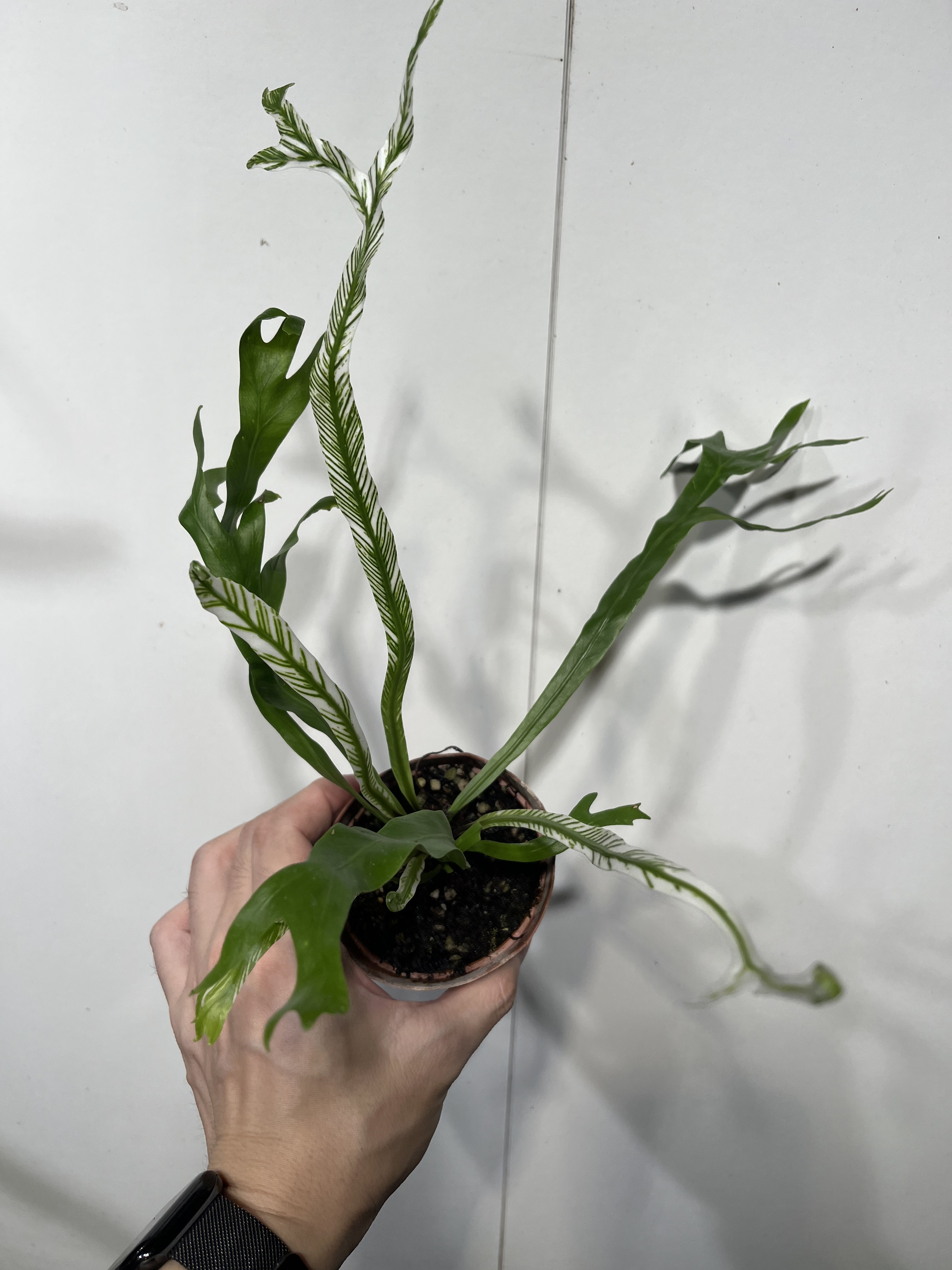 一物一拍 白锦鸟巢蕨 总高27cm 161图片
