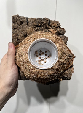 一物一拍软木板水苔球 板18*20厚度3.5cm 水苔球13.5cm送绑绳B621