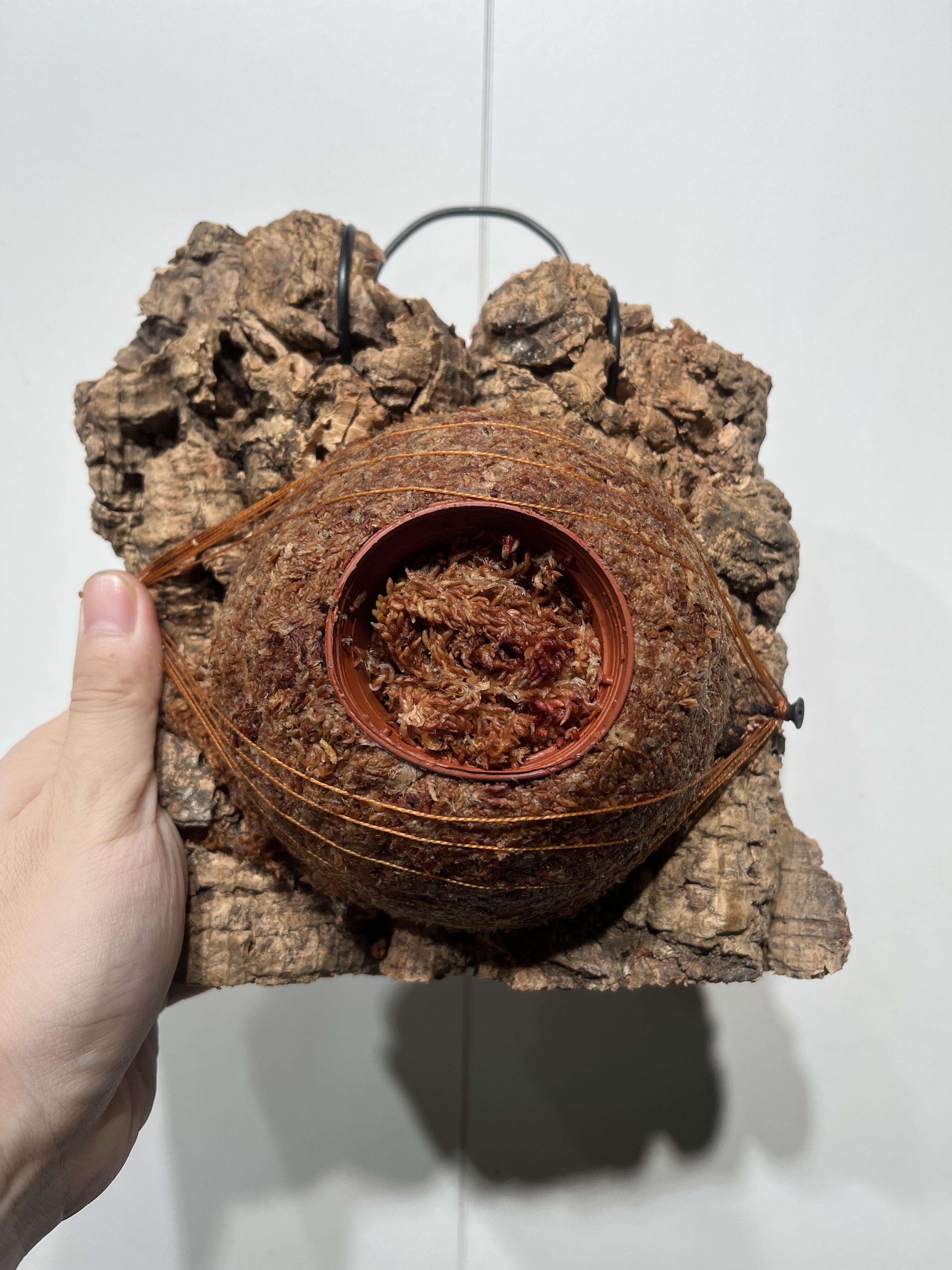 一物一拍软木板水苔球 板21*20cm厚4.5cm 水苔球12.5cm送绑绳B176