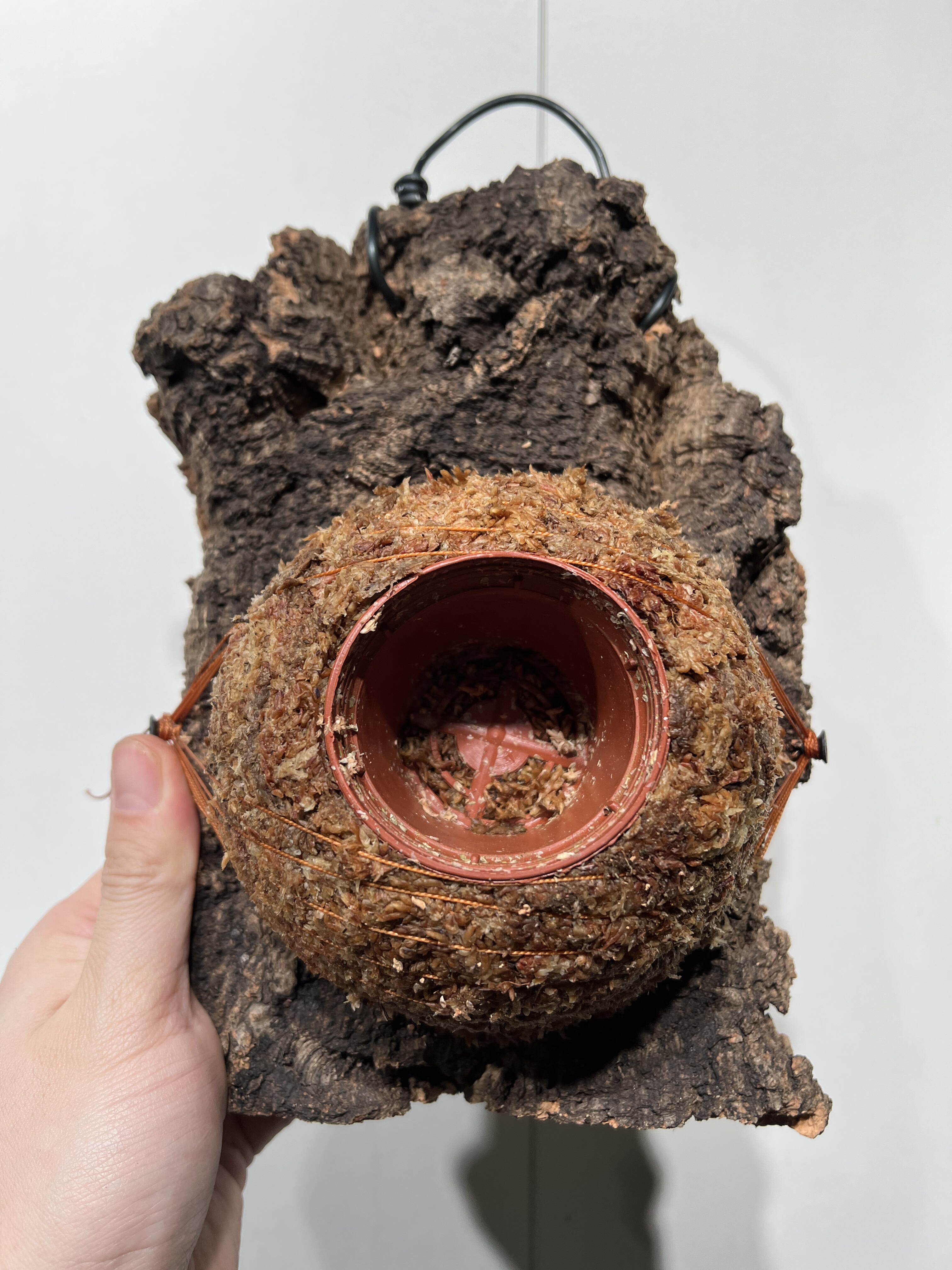 一物一拍软木板水苔球 板18*23厚度4cm 水苔球12.5cm送绑绳B482,鲜花速递/花卉仿真/绿植园艺,热植养护设备,淘宝优惠券,粉丝福利购,淘宝优惠卷