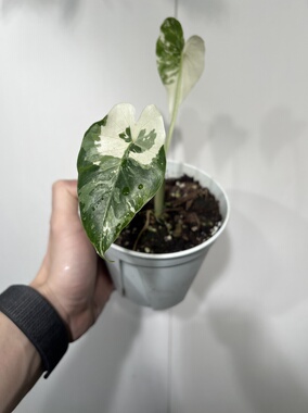 一物一拍 冲绳银海芋 盆口12cm L206