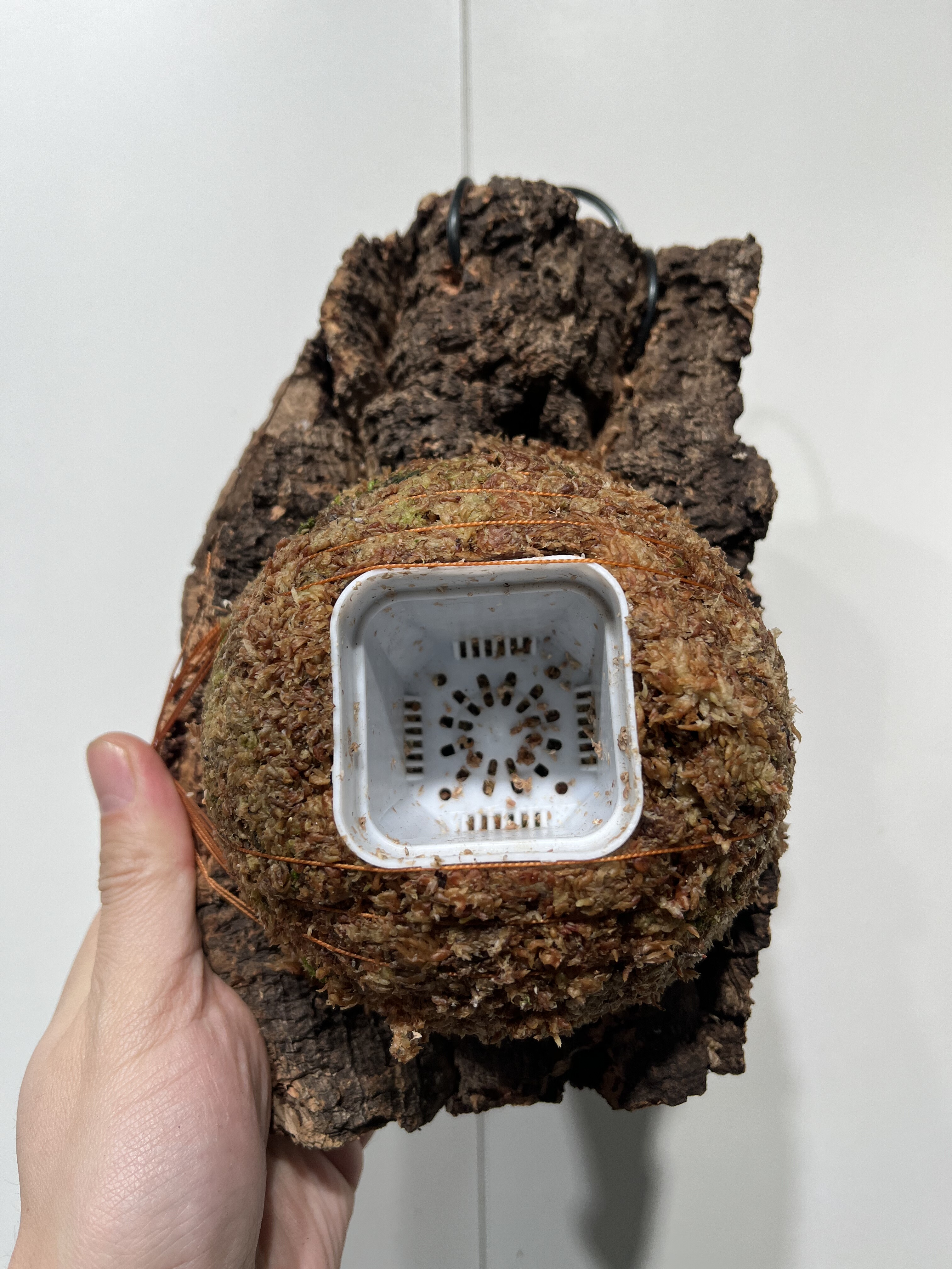 一物一拍软木板水苔球 板14*20厚度4cm 水苔球12.5cm送绑绳B465,鲜花速递/花卉仿真/绿植园艺,热植养护设备,淘宝优惠券,粉丝福利购,淘宝优惠卷