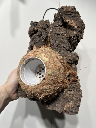 一物一拍软木板水苔球 板21*29厚度5cm 水苔球14.5cm送绑绳B625