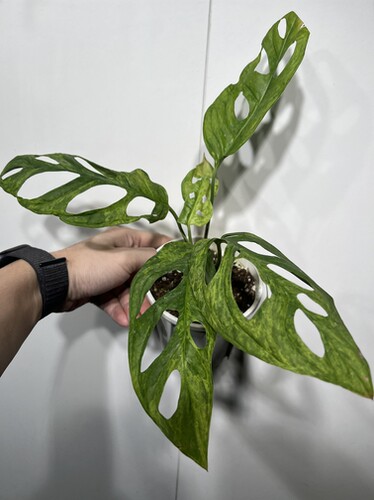 一物一拍 薄荷锦仙洞龟背竹 总高34cm L184