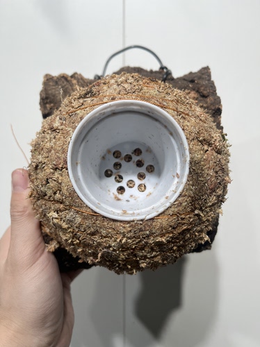 一物一拍软木板水苔球 板15.5*18厚度5cm 水苔球14.5cm送绑绳B604