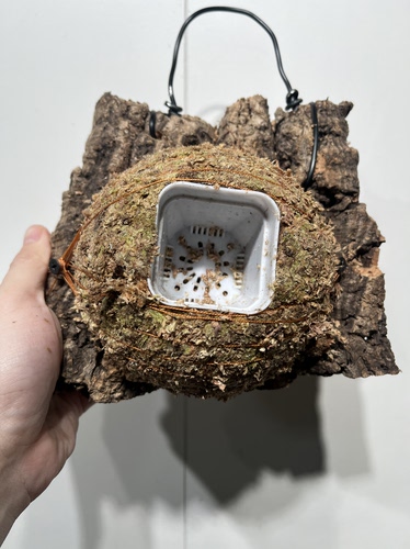 一物一拍软木板水苔球 尺寸19*15厚4cm 水苔球12.5cm送绑绳B631