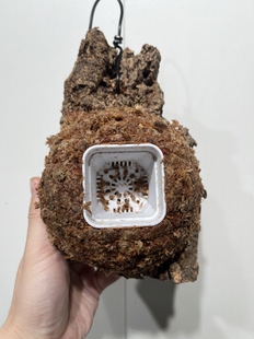 20厚5cm 水苔球12.5cm送绑绳B619 尺寸13 一物一拍软木板水苔球