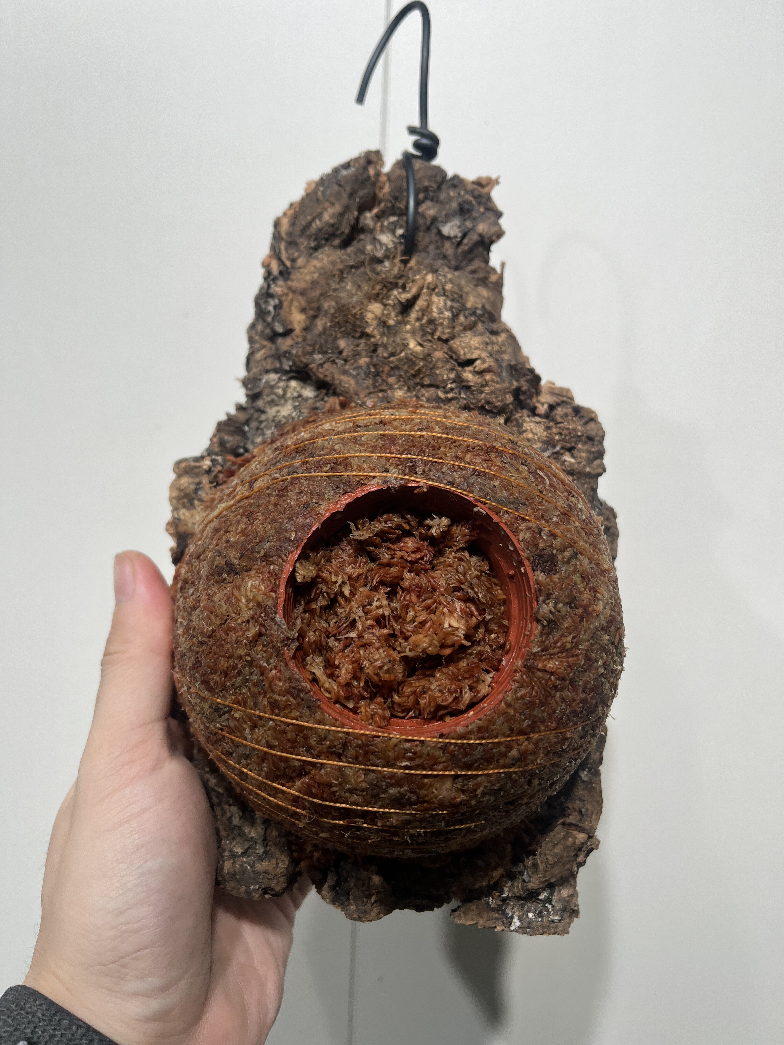 一物一拍软木板水苔球 板14*23cm厚5cm 水苔球13cm送绑绳B195