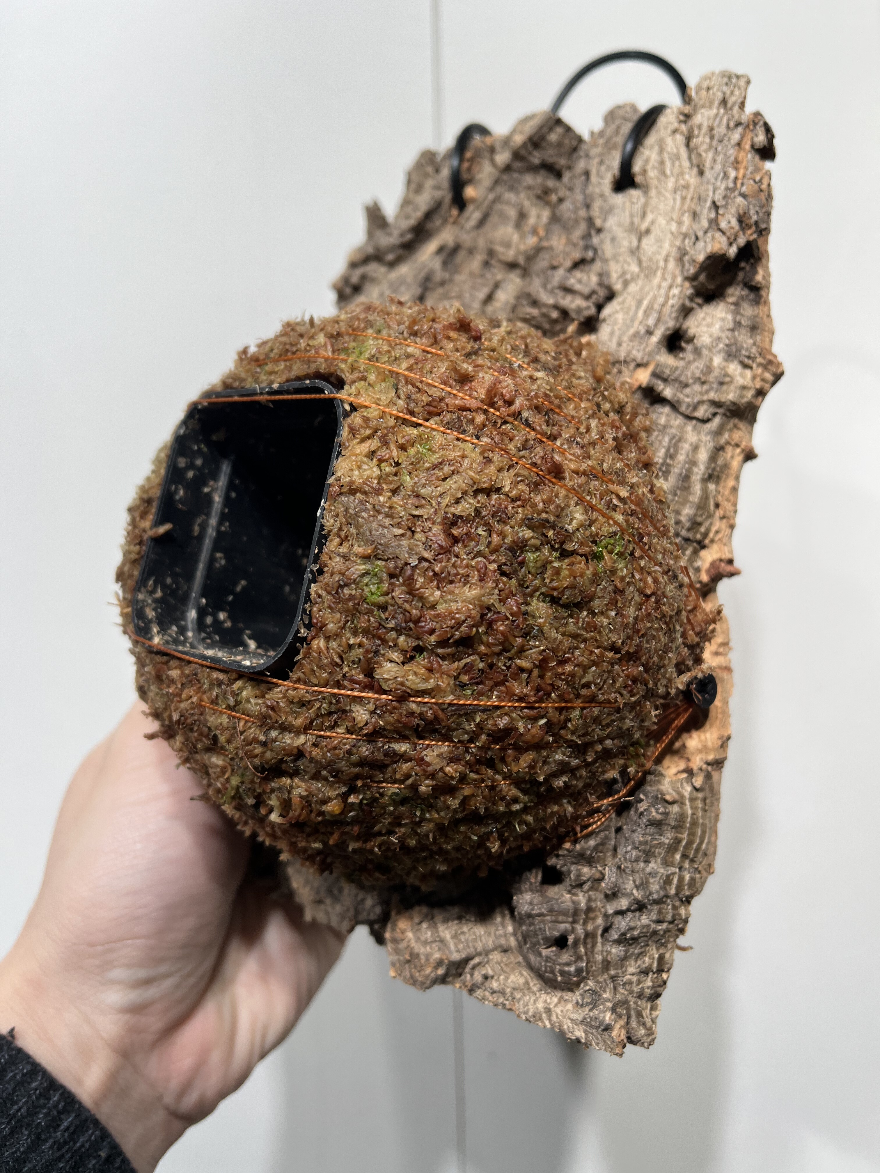 一物一拍软木板水苔球 板12.5*21厚度4cm 水苔球12.5cm送绑绳B474,鲜花速递/花卉仿真/绿植园艺,热植养护设备,淘宝优惠券,粉丝福利购,淘宝优惠卷