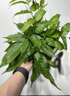 一物一拍 斑马蕨 总高40cm 844